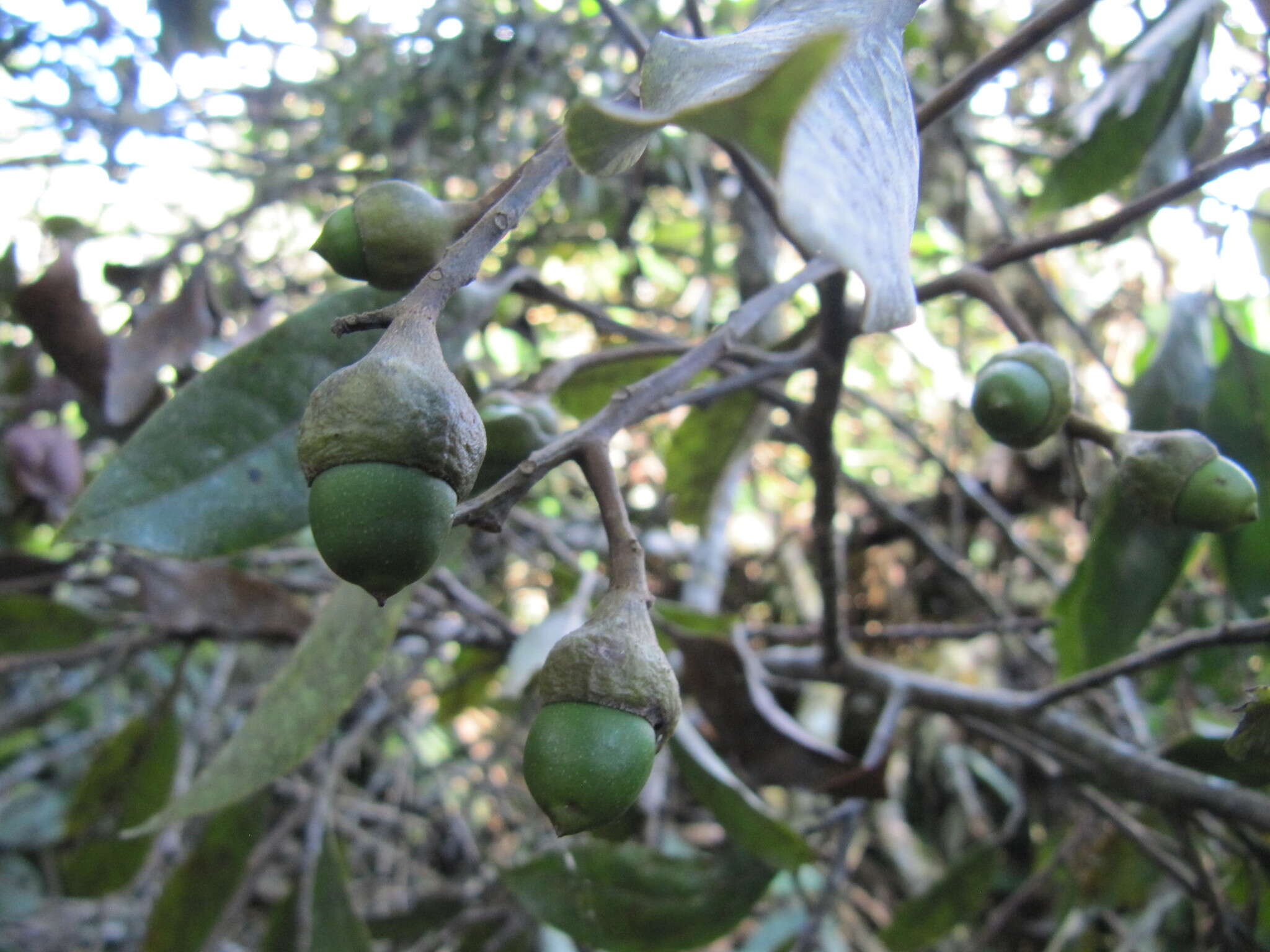 Aniba perutilis Hemsl.的圖片