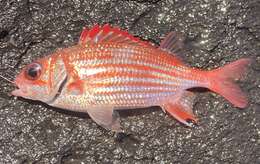 Image of Peppered Squirrelfish