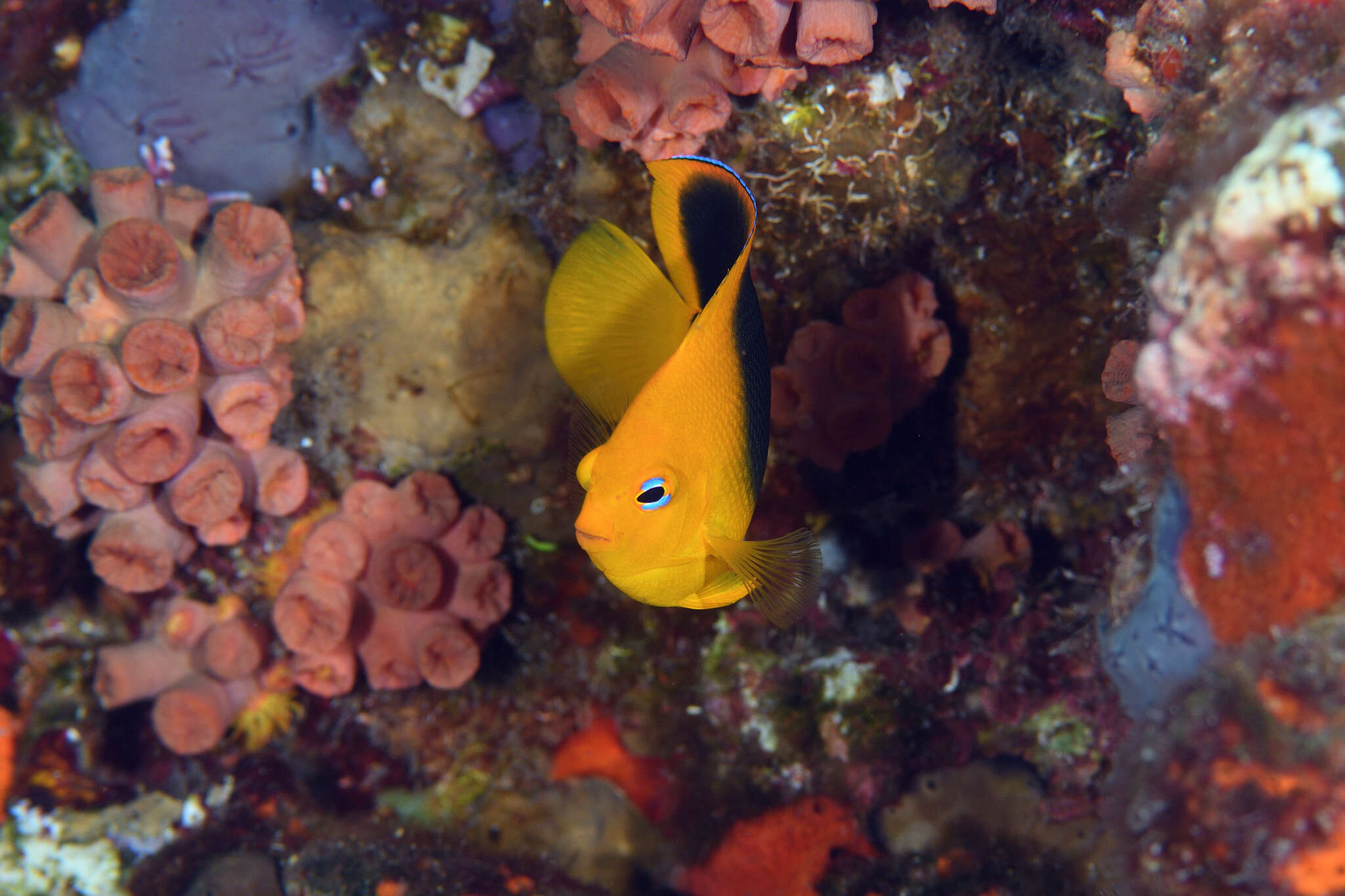 Image of Angelfish