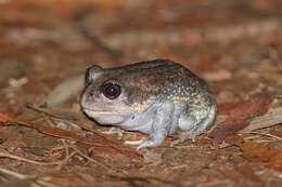 Image of Eastern Owl Frog