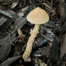 Image of Austroboletus fusisporus (Kawam. ex Imazeki & Hongo) Wolfe 1980