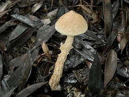 Image of Austroboletus fusisporus (Kawam. ex Imazeki & Hongo) Wolfe 1980