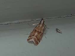 Image of Ponderosa Pine Coneworm Moth