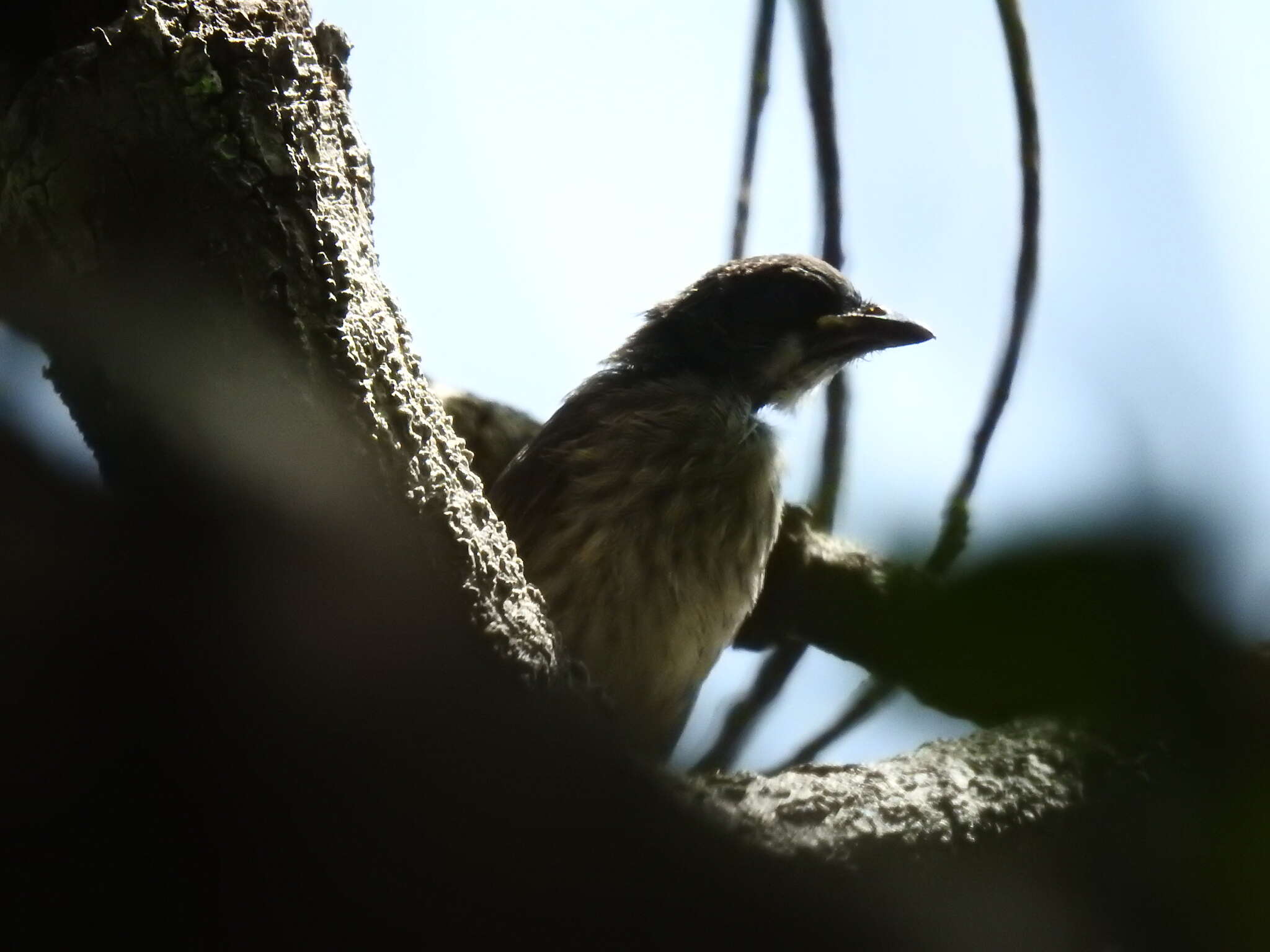 Tachyphonus phoenicius Swainson 1838的圖片