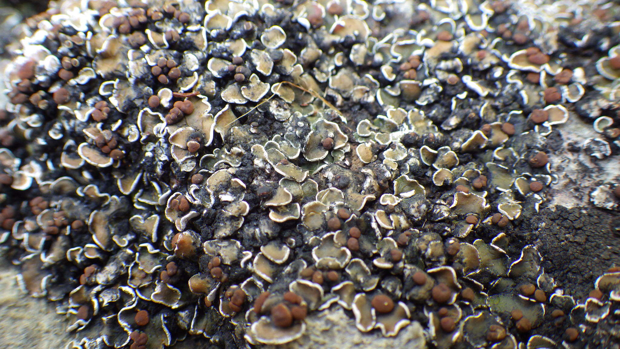 Image of false Russell's fishscale lichen