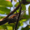 Image of Sunda Scimitar Babbler