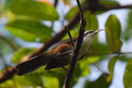 Imagem de Pomatorhinus bornensis