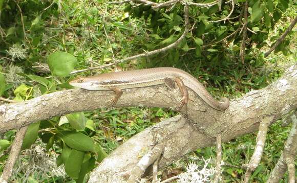 Trachylepis depressa (Peters 1854) resmi