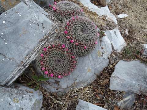 Image of Mammillaria melanocentra Poselg.