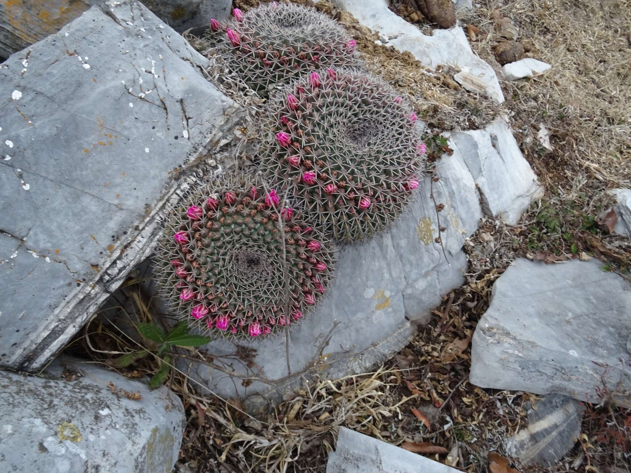 Image of Mammillaria melanocentra Poselg.