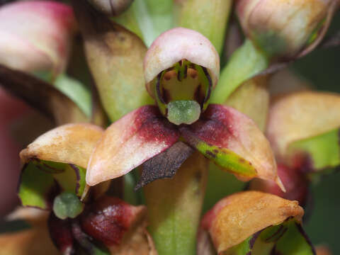 Imagem de Disa versicolor Rchb. fil.