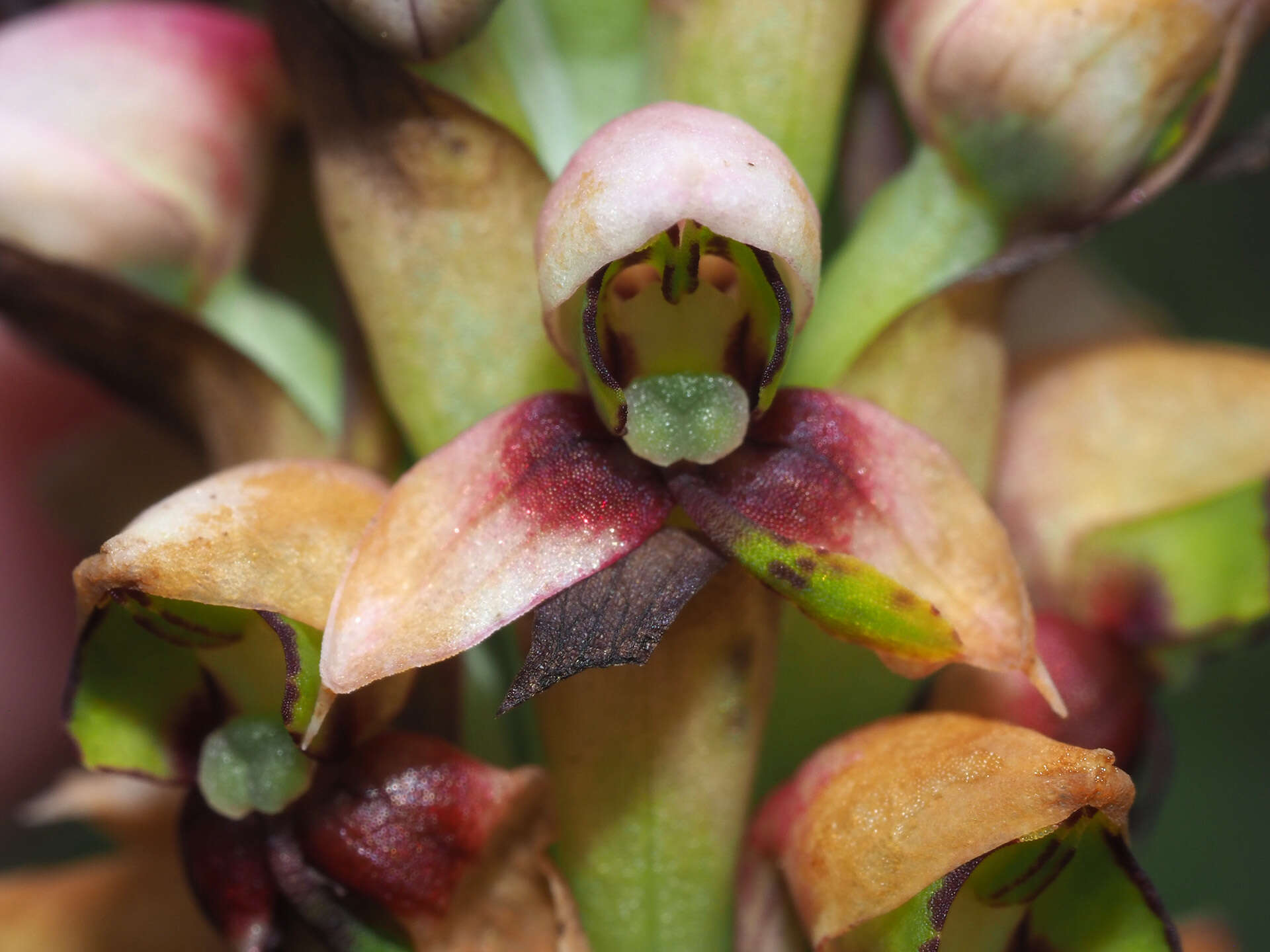 Image of Disa versicolor Rchb. fil.