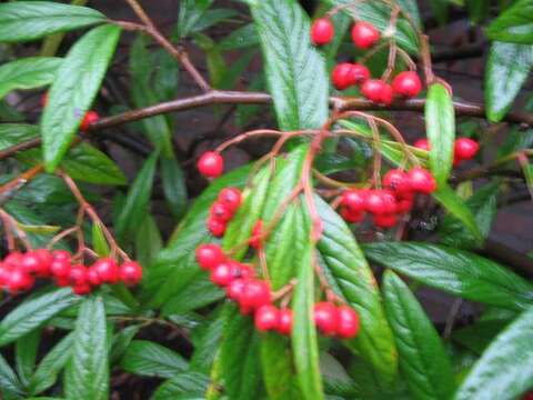 Imagem de Cotoneaster salicifolius Franch.