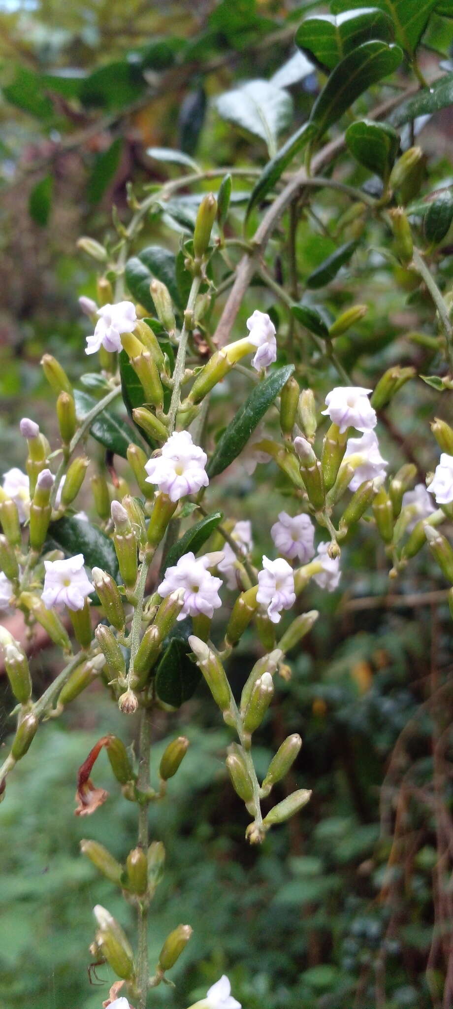 Image of Duranta mutisii L. fil.