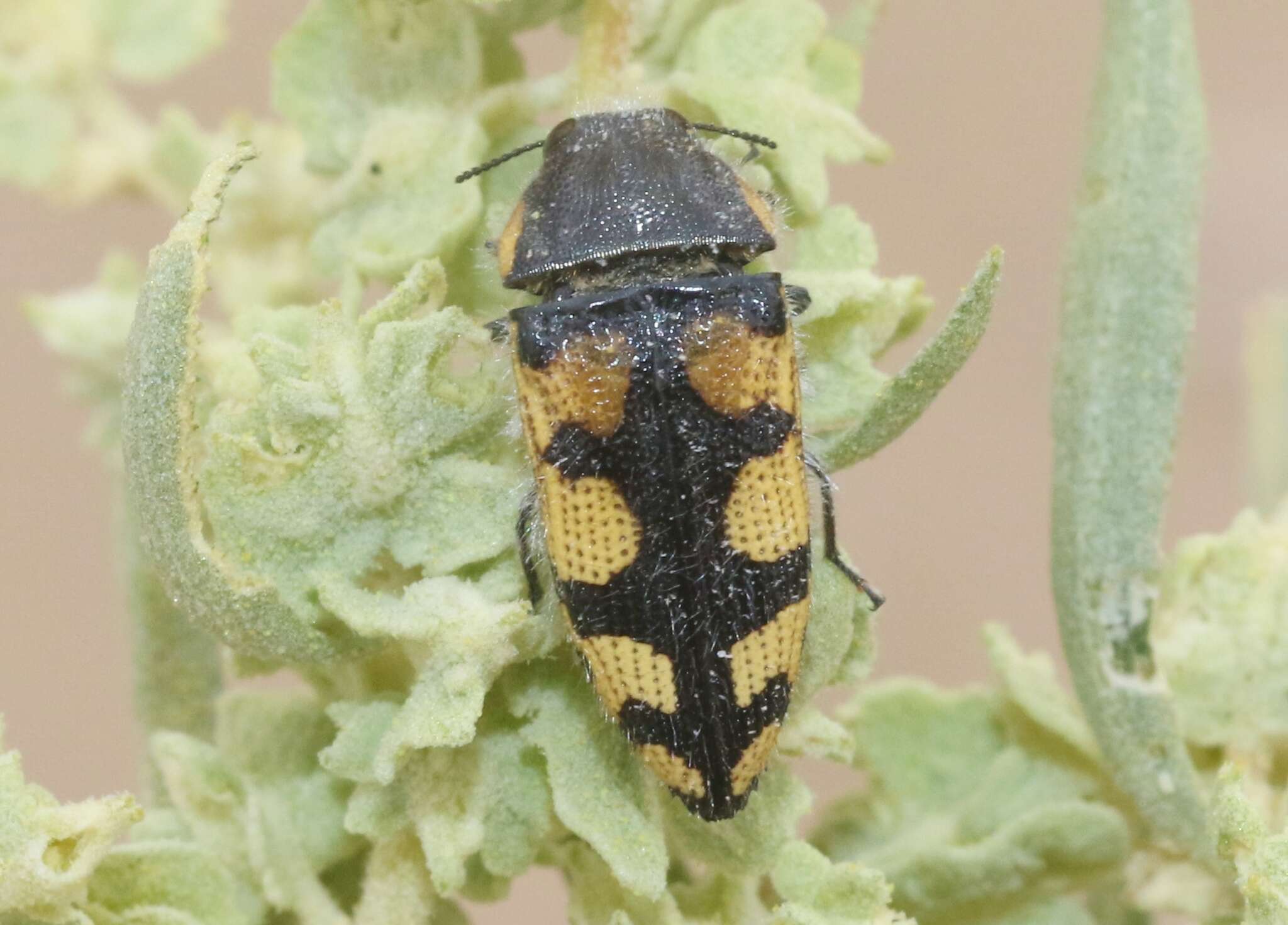 Image de Acmaeodera tuta Horn 1878