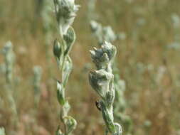 Image of field cudweed