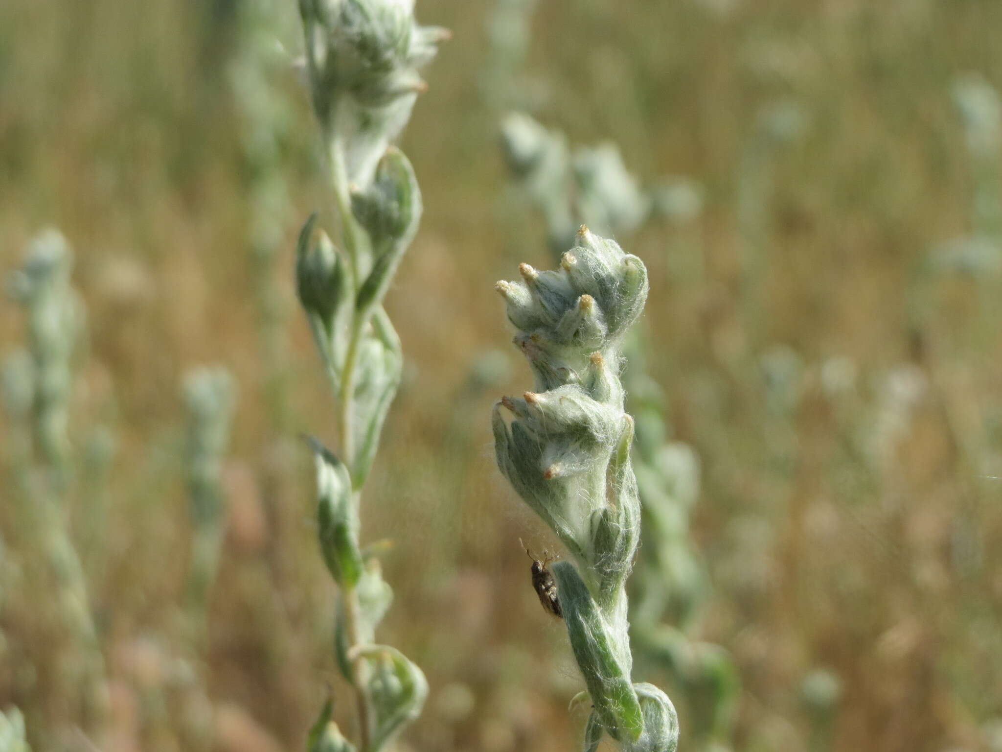 Image of field cudweed