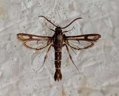 Image of Chamaesphecia crassicornis Bartel 1912