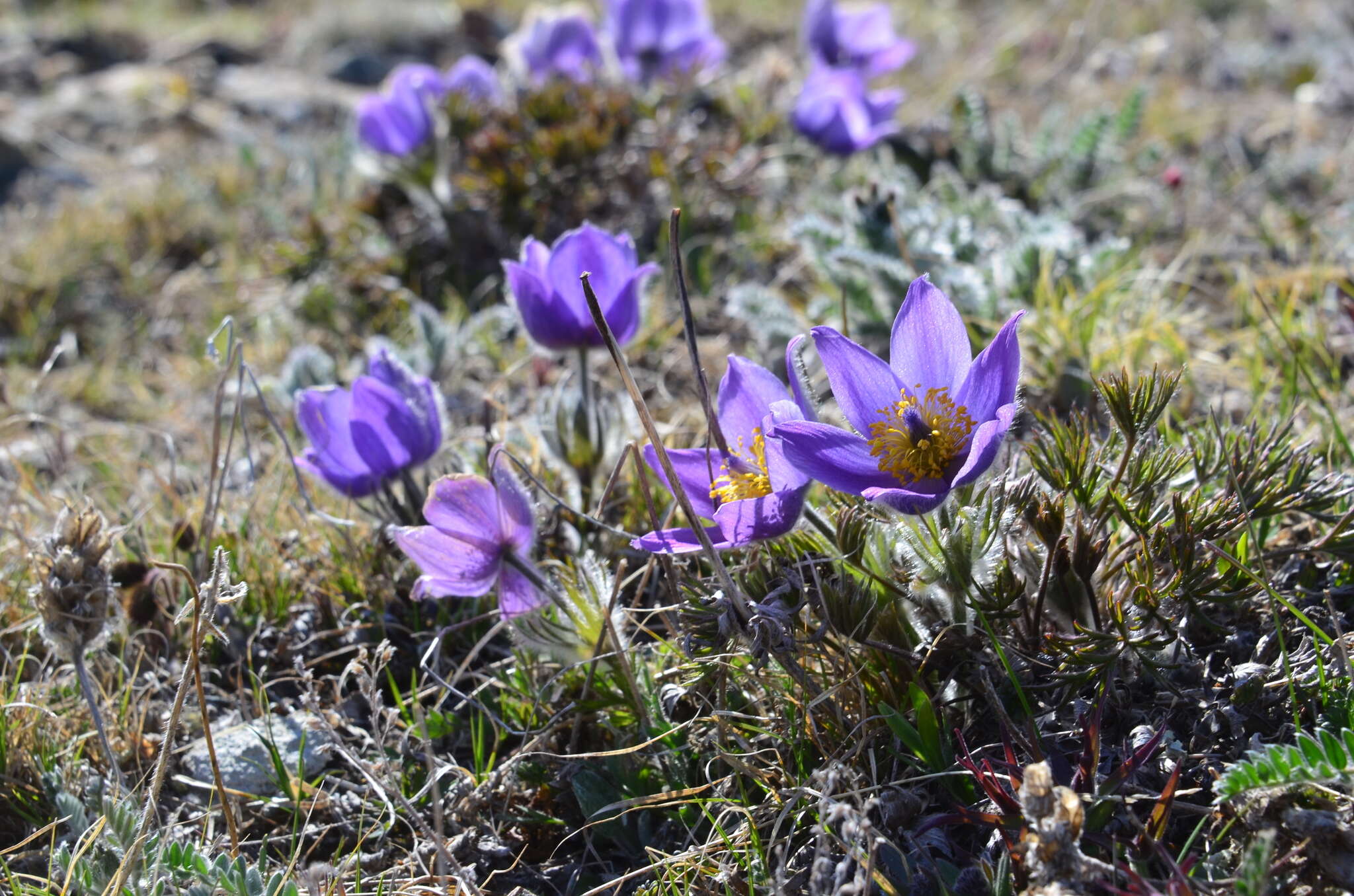 Image of cutleaf anemone