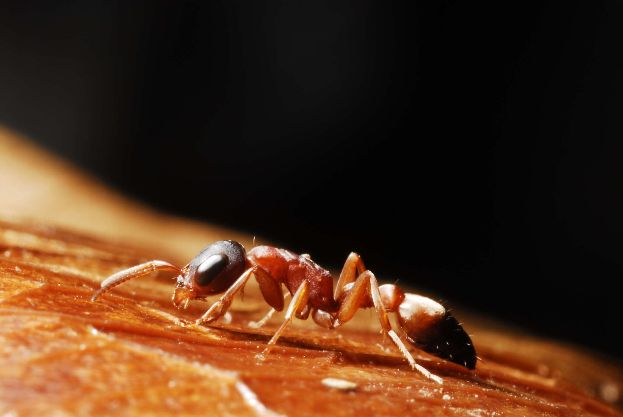 Image of Pseudomyrmex termitarius (Smith 1855)