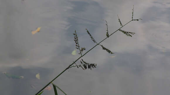 Image of Para Liverseed Grass