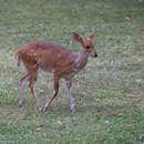 Image of Tragelaphus sylvaticus