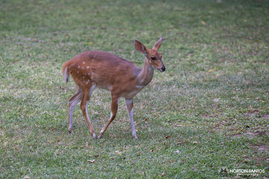 Image of Tragelaphus sylvaticus