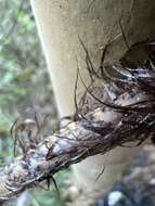 Image of Pacific Wood Fern