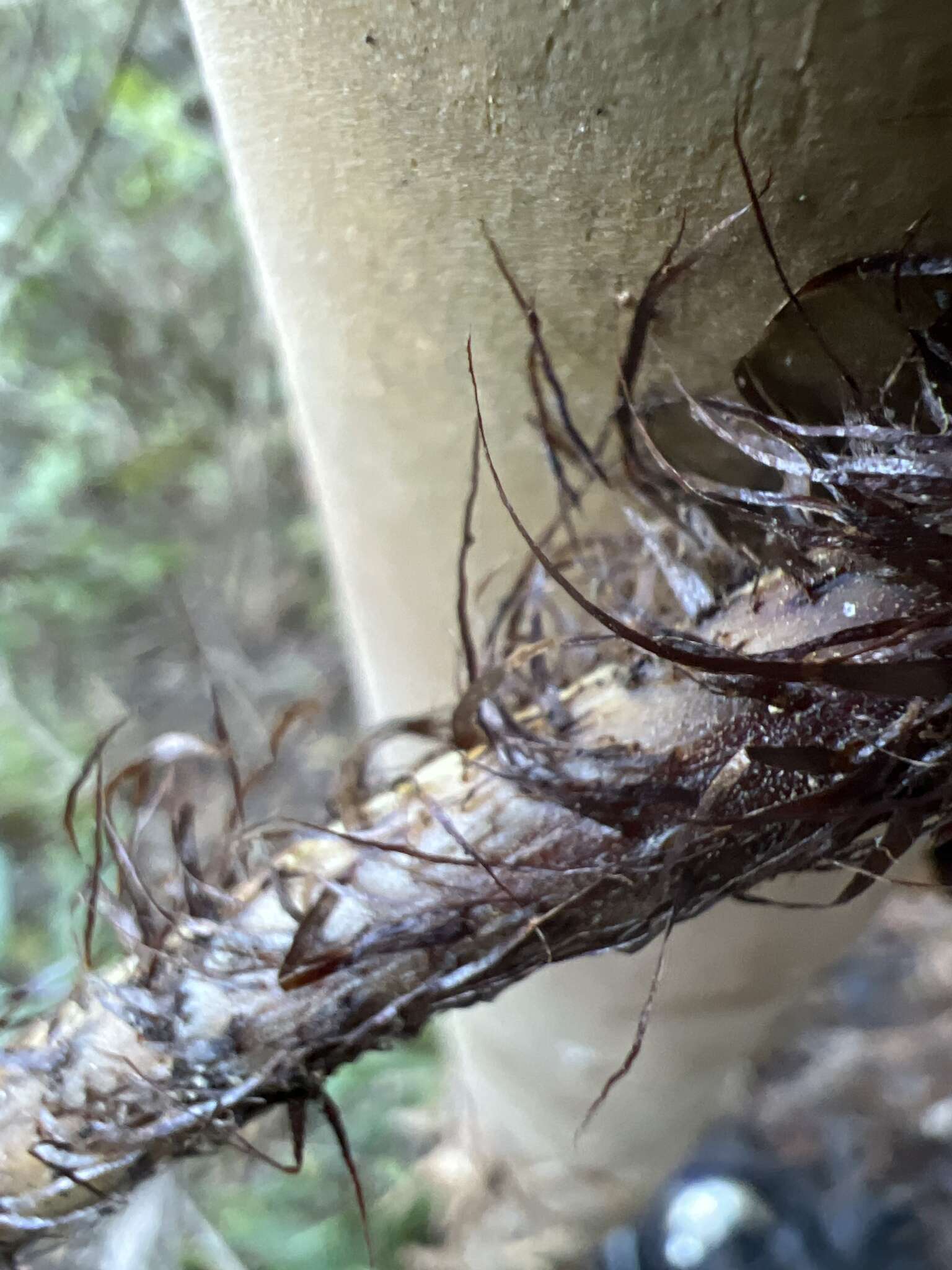 Image of Pacific Wood Fern