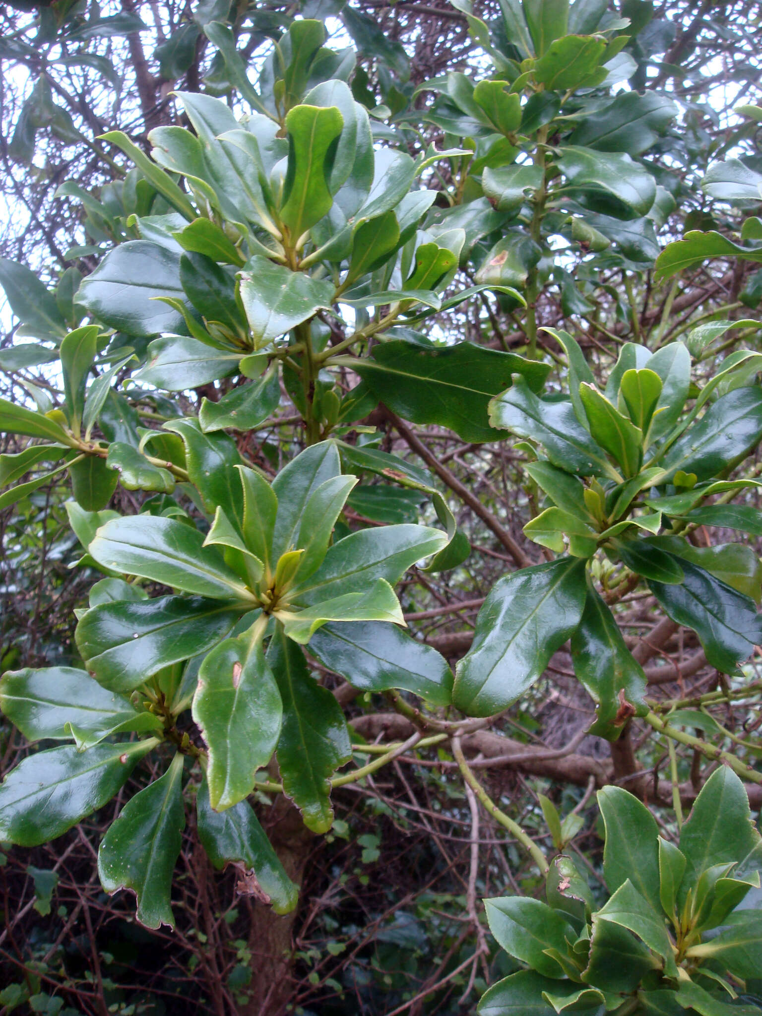 Image of Myoporum semotum Heenan & de Lange