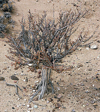 Image of <i>Acantholippia seriphioides</i> (A. Gray) Moldenke