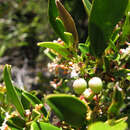 Image of Cassine parvifolia Sond.