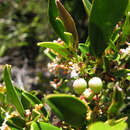 Image de Cassine parvifolia Sond.