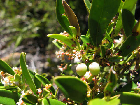 Image de Cassine parvifolia Sond.