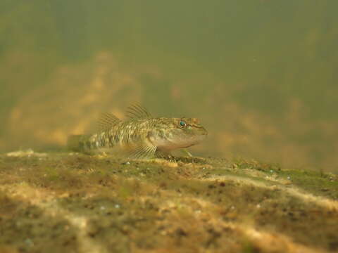 Image of Rhinogobius leavelli (Herre 1935)