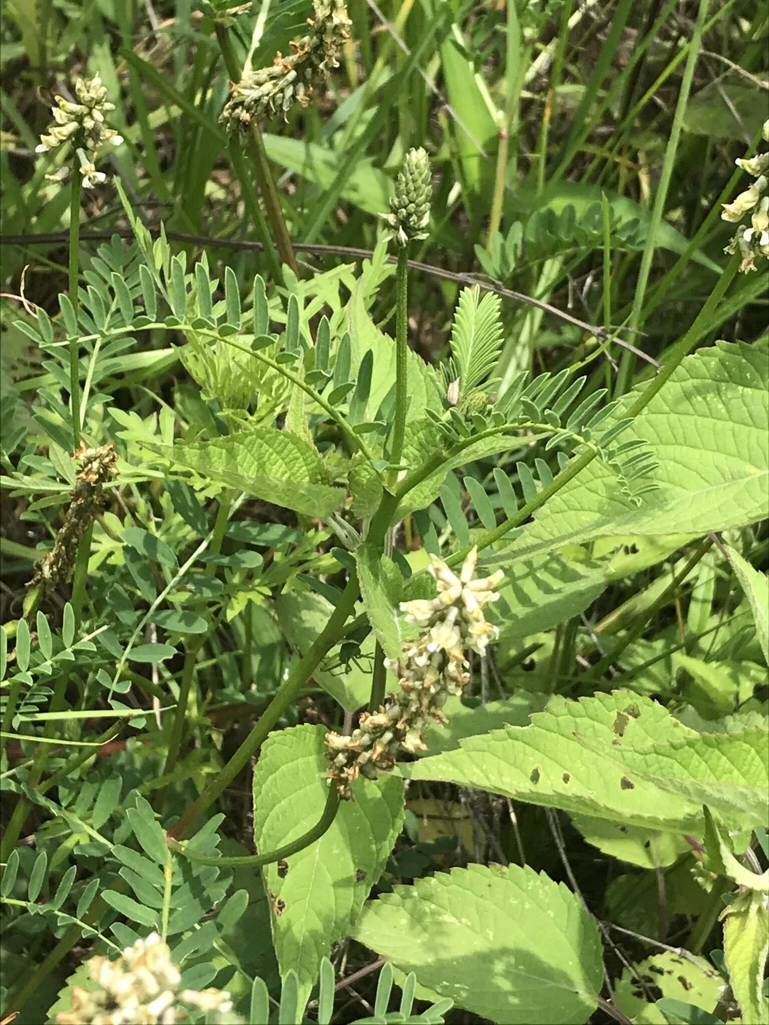 Astragalus micranthus Desv.的圖片