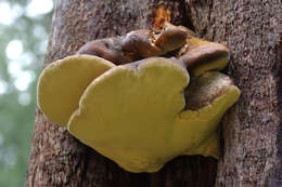 Image of Laetiporus portentosus (Berk.) Rajchenb. 1995