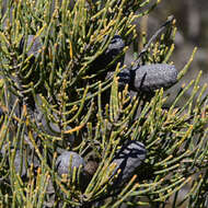 Image of Allocasuarina helmsii (Ewart & Gordon) L. A. S. Johnson