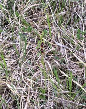 Слика од Ophrys insectifera L.