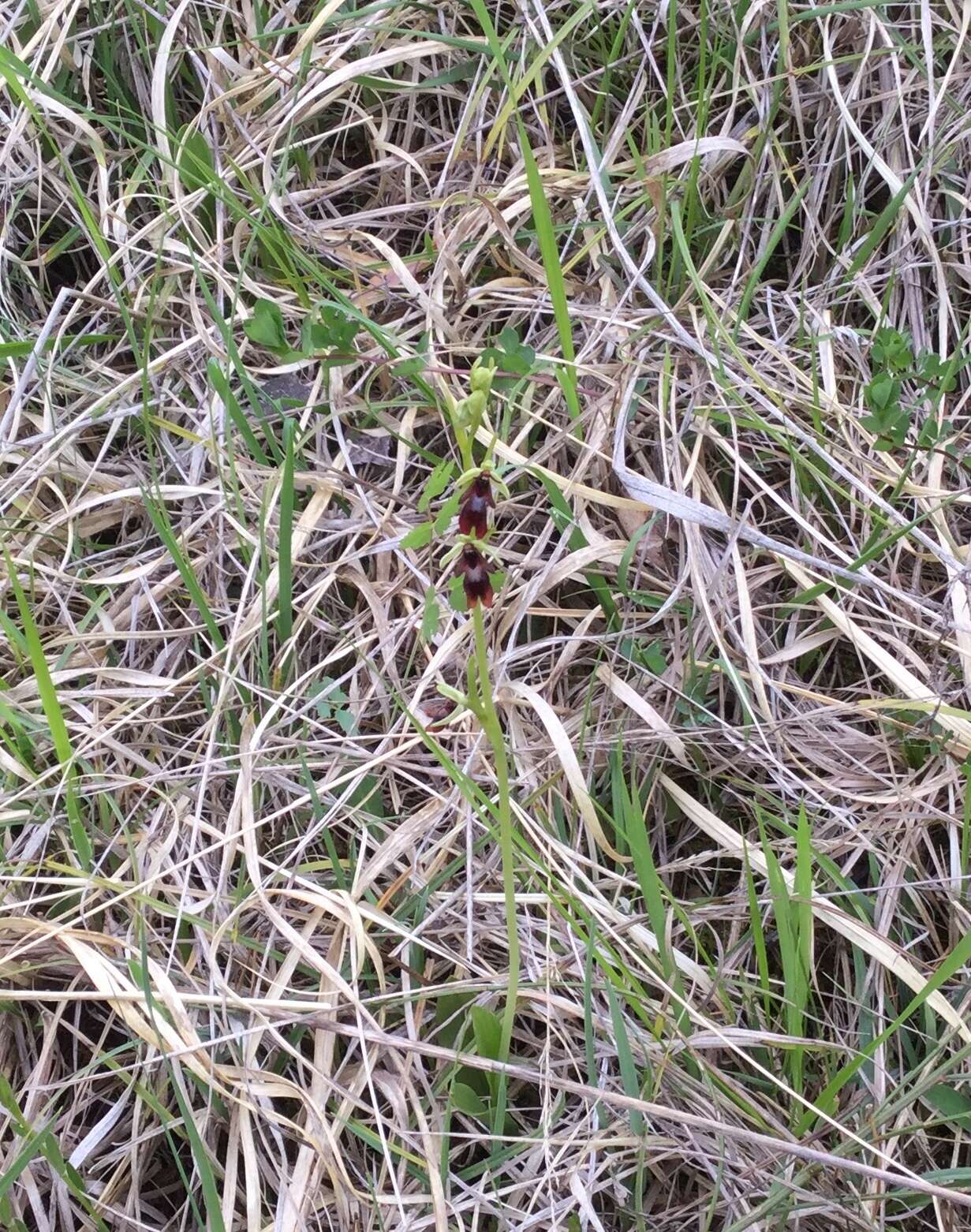 Image of Fly orchid