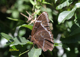 Morpho helenor achillides的圖片