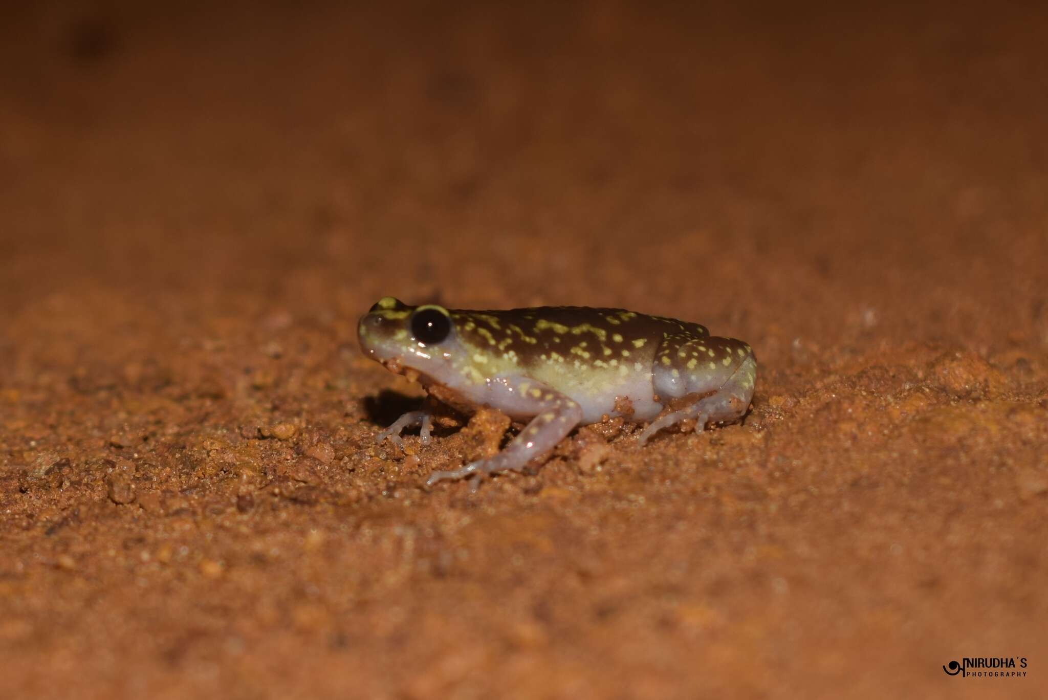 Image of Eluru dot frog