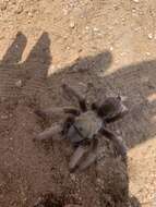 Image of Aphonopelma gabeli Smith 1995