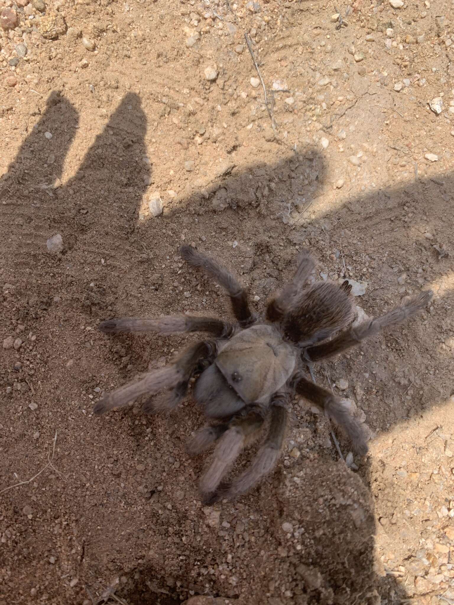 Image of Aphonopelma gabeli Smith 1995