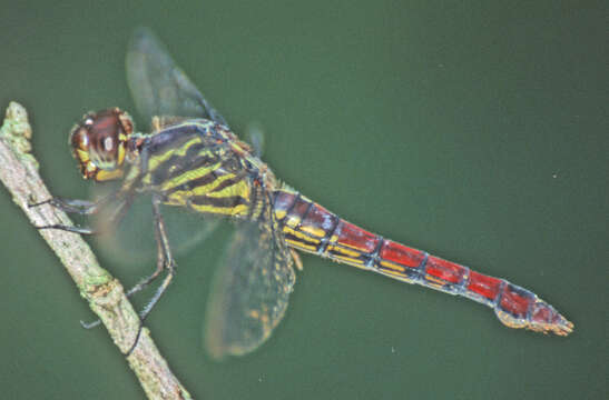 Image of Orthemis biolleyi Calvert 1906