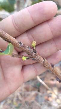 Image of Erythroxylum suberosum A. St.-Hil.