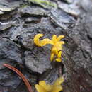 Image of Calocera furcata (Fr.) Fr. 1827