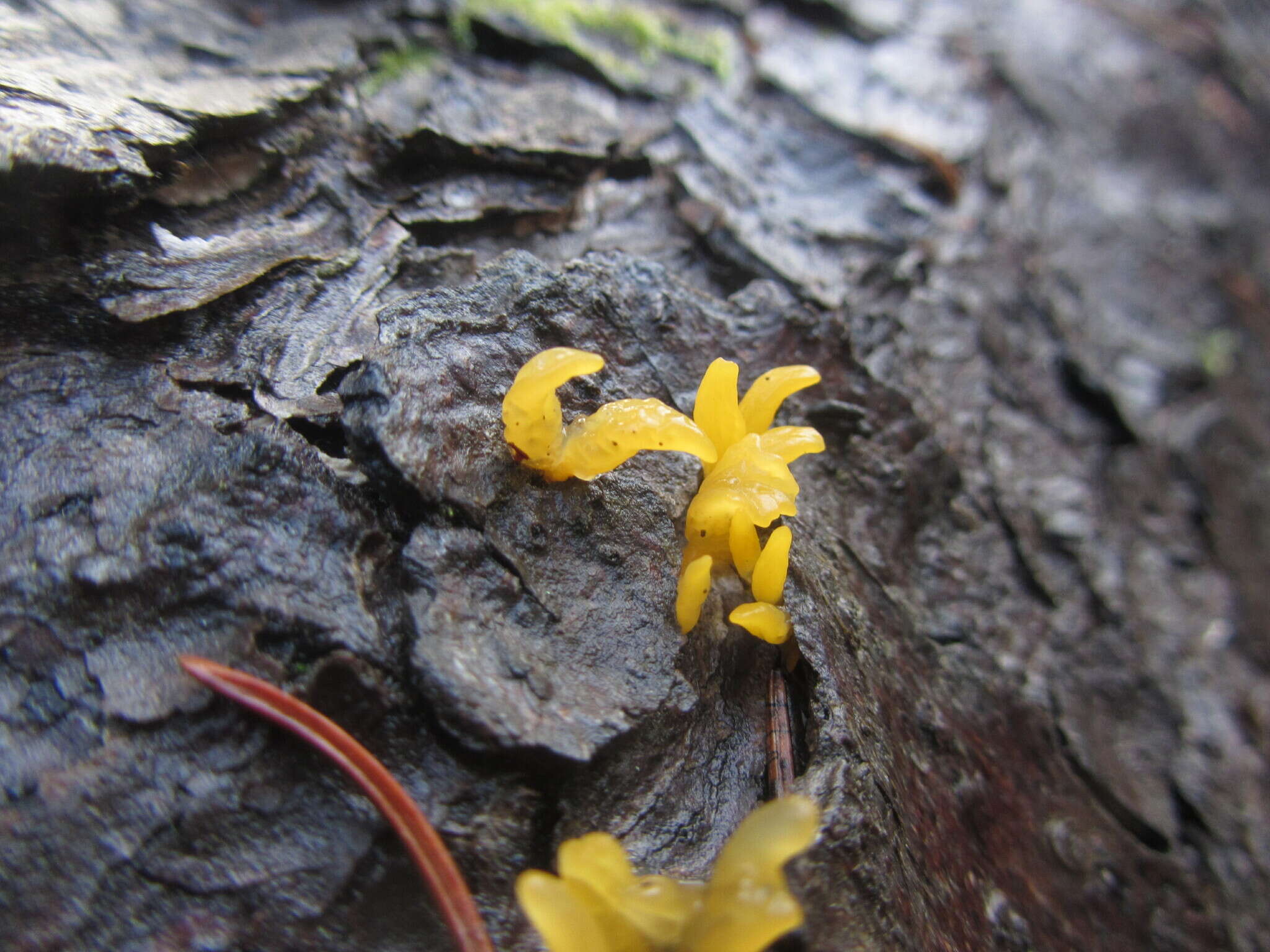 Image de Calocera furcata (Fr.) Fr. 1827