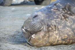 Image of South Atlantic Elephant-seal