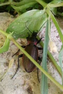 Image of Carabus (Macrothorax) morbillosus Fabricius 1792